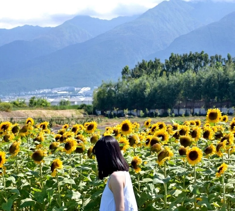 大理研學(xué)旅行