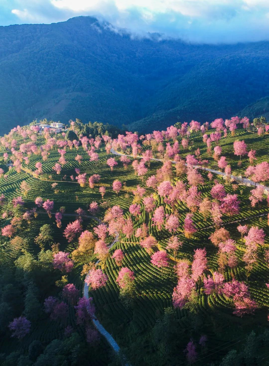 無量山櫻花谷