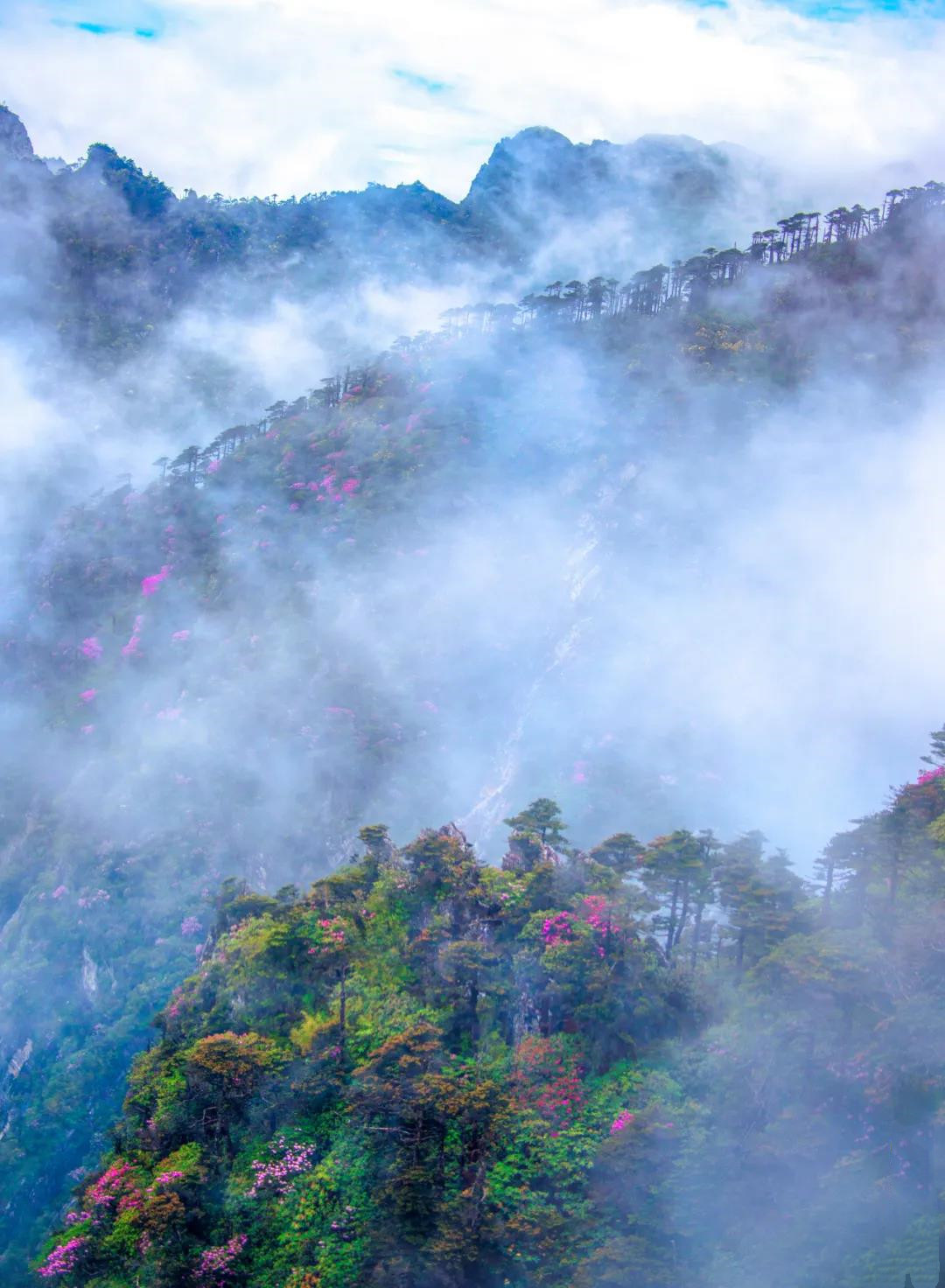 點(diǎn)蒼山花海