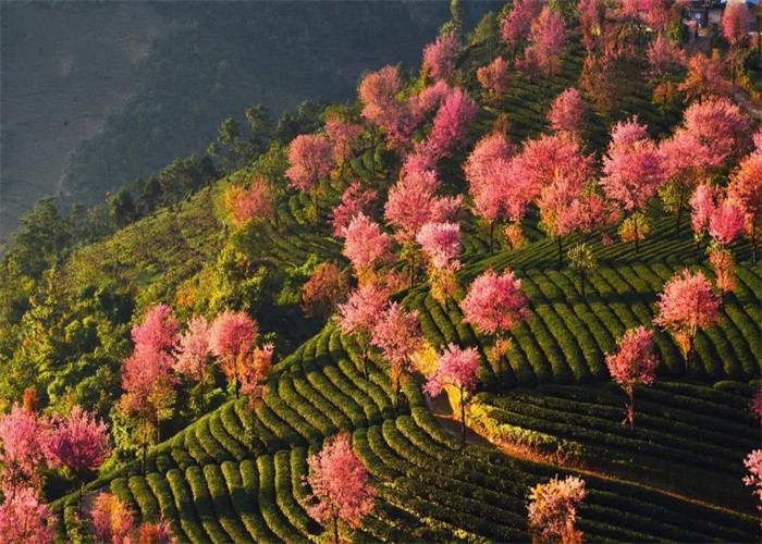 大理旅游：冬日賞櫻，徒步無量山。漫步洱海，打卡s彎小鐮倉。邂逅精靈，洱海紅嘴鷗。